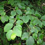 Hamamelis virginiana Liść