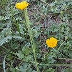 Ranunculus repens पत्ता