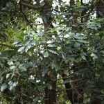 Soulamea fraxinifolia