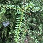 Podocarpus laetus Leaf