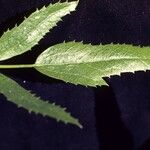 Oxypolis occidentalis Leaf