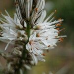 Asphodeline liburnica Floare