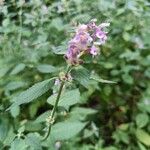 Galeopsis pubescens BesserFlower