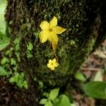 Voyria aphylla 花