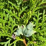 Platycladus orientalis Fruit