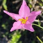 Sabatia grandiflora Flor