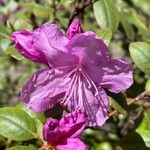 Rhododendron lapponicum 花