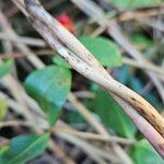 Lonicera periclymenum Bark