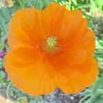 Papaver rupifragum 整株植物