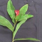 Costus laevis Other