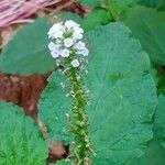 Heliotropium indicum Blüte