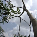 Pericopsis elata Habitat