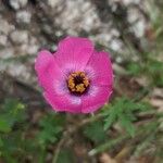 Modiolastrum gilliesii Blomst