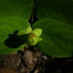 Hypericum androsaemum Fruit