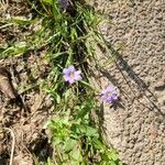 Sisyrinchium langloisii Flower