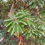 Arbutus menziesii Hostoa