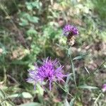 Centaurea jaceaFlower