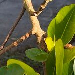 Ficus thonningii Ŝelo