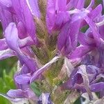 Astragalus onobrychis Flors