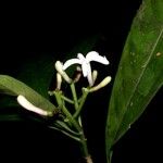 Palicourea psychotrioides अन्य