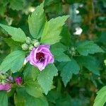 Hibiscus syriacus Лист