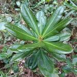 Badula fragilis Leaf