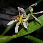 Prosthechea abbreviata Іншае