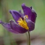 Anemone pulsatillaBlomma