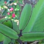 Kalanchoe pinnata Leaf