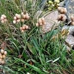 Antennaria carpatica Habit