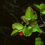 Vaccinium scoparium 果實