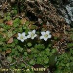 Arenaria balearica Hábito