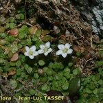 Arenaria balearica Habit