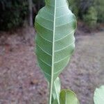 Alstonia balansae Leaf