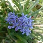 Pentanisia ouranogyne Λουλούδι