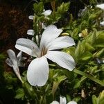 Barleria robertsoniae Flower