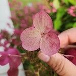 Hydrangea paniculataFlower