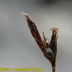 Carex mucronata Fruto