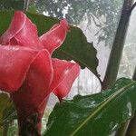 Mandevilla laxaFlower