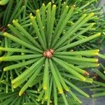 Sciadopitys verticillata Likasa