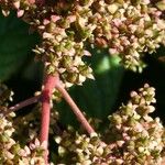 Rodgersia aesculifolia Frugt