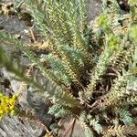 Petrosedum montanum Blatt