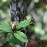Freycinetia verruculosa Plante entière