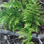 Dryopteris dilatata ശീലം