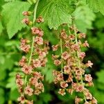 Ribes petraeum Λουλούδι