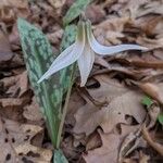 Erythronium albidum Blüte