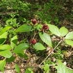 Calycanthus floridusCvet