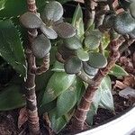 Crassula ovata ഇല