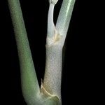 Schefflera morototoni Cortiza