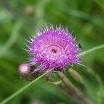 Cirsium heterophyllumFloro